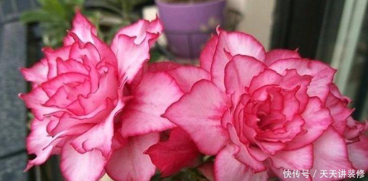 家养5种花,开花爆盆花期长,花大色艳真漂亮,谁养谁上瘾