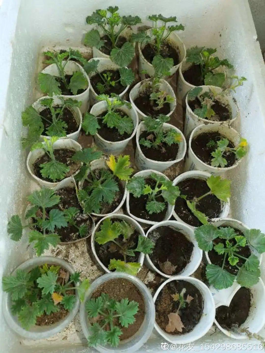 8种花夏天太容易死,现在赶紧扦插,死了也不心疼!