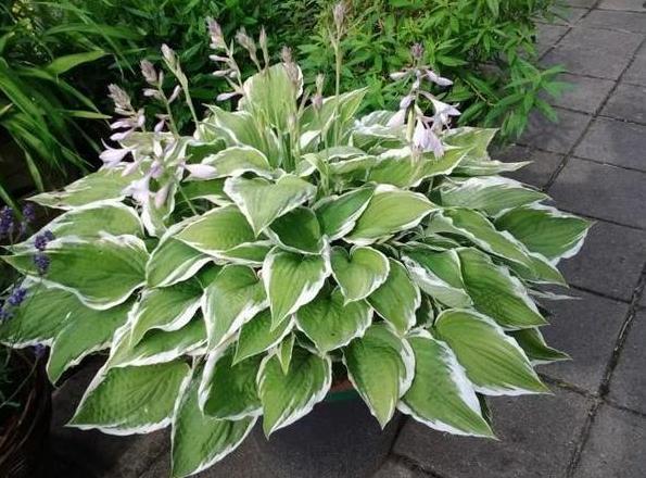 养花烦恼浇对水太难牢记5个重点,盆栽不烂根、少走弯路