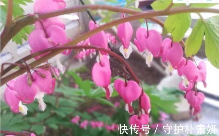 长寿花|4种花养家里，福旺运旺财更旺，美不胜收，你养了吗