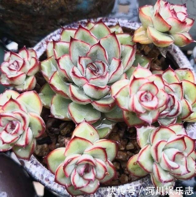 养花|路上遇这“三种花”马上挖回家，遇水易疯长，古代大户人家最爱养