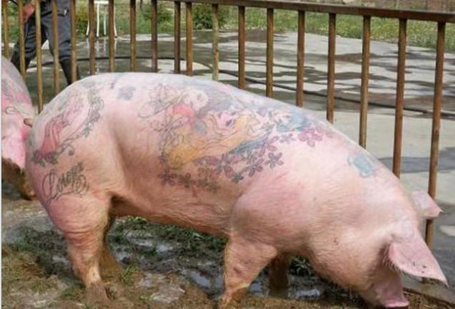 德沃伊！16年前，老外带领团队来北京养猪，一张猪皮卖100万，如今怎样了