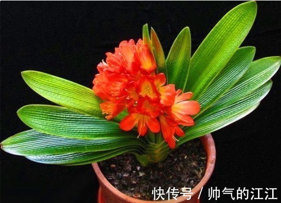 秋天养君子兰,5件事越早做越好,叶片整齐油绿光亮,冬天开爆盆