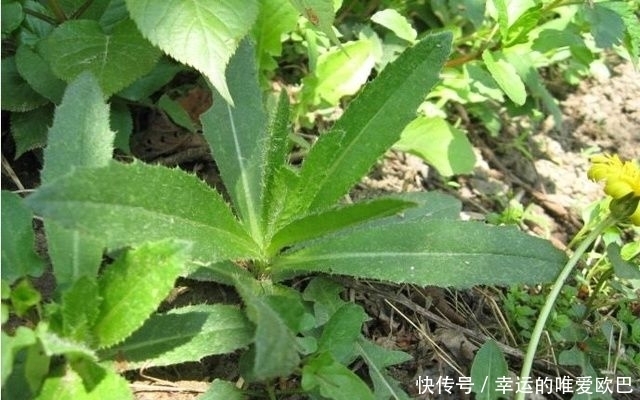 止血|农村的这种野菜,农村人经常用它来止血,却不知还有抗癌的功效
