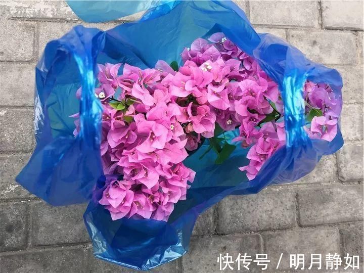 11月，千万别买这种花，养不活惹一肚子气