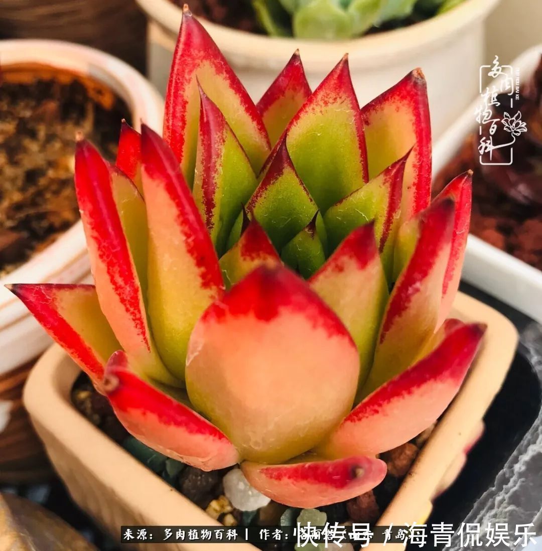 白月影|我和我的“多肉恋人”,怎么样有没有惊艳到你!