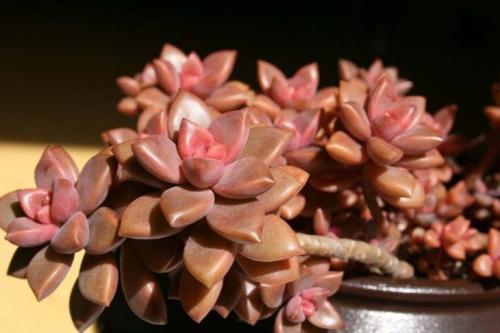 多肉植物|养多肉6年,总结出最好养的4个品种,随便养都能爆盆!