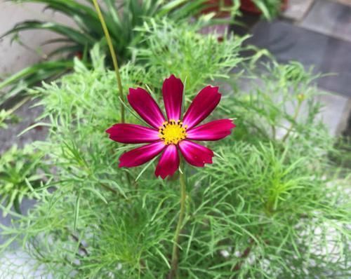 绿化带看见开败的花,随手捡了一整兜小种子,回家种出一片花海