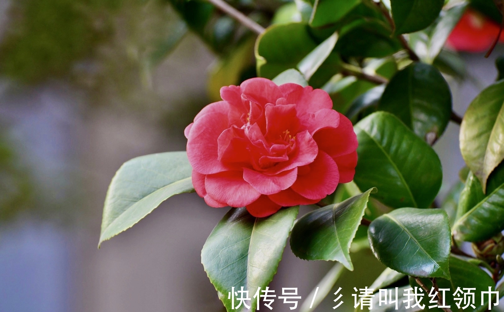 分化|茶花爱“喝水”,这“三位置”留点水,“撒欢长”入春再开三茬花