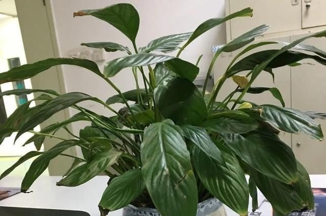 6种花一天不浇水,叶子就耷拉,缺水3天就死翘