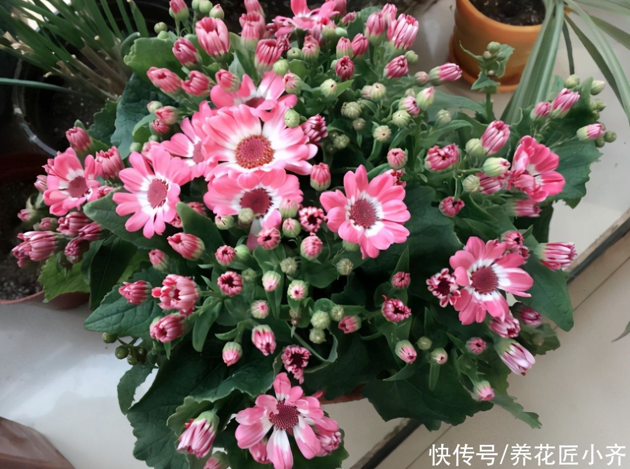 春天买到4种花，开完直接扔，因为它们都是“一次性”花卉