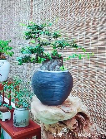 这是一株漂亮的抱石雀梅,你没看错,盆景也可以水培