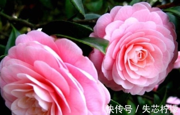 茶花怎样养才能一年比一年开花多,正确疏蕾和追肥必不可少