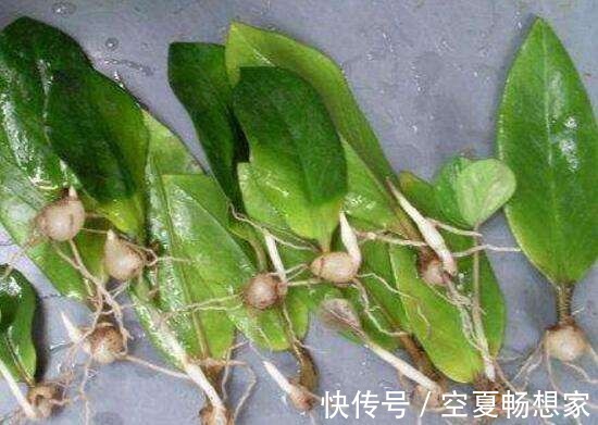 多余的叶片别浪费,试试扦插,不停冒嫩芽!