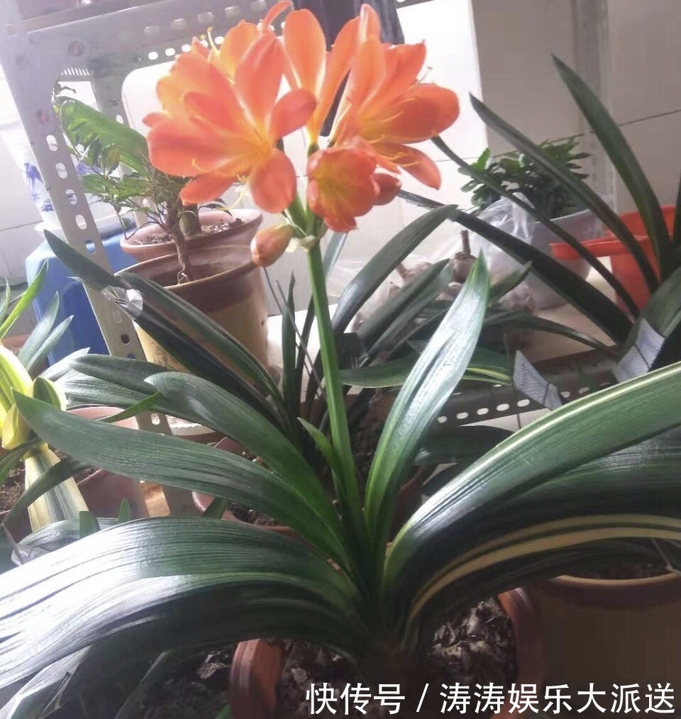 浇灌|2种促进植物开花的“万能肥”,花期前,浇水加一勺,蹭蹭冒花苞