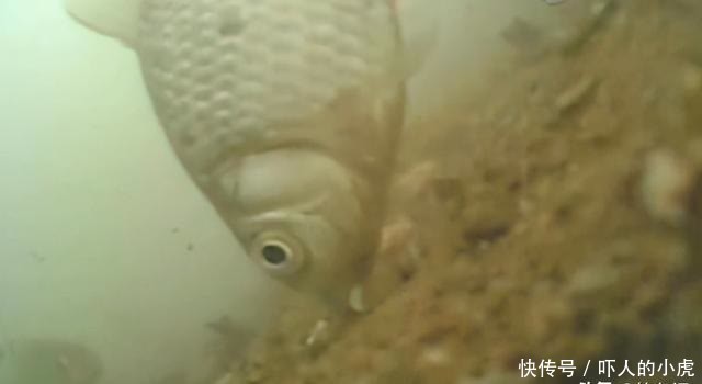 野钓还被打闭口?别着急,就用这个方法办他,十用九有效
