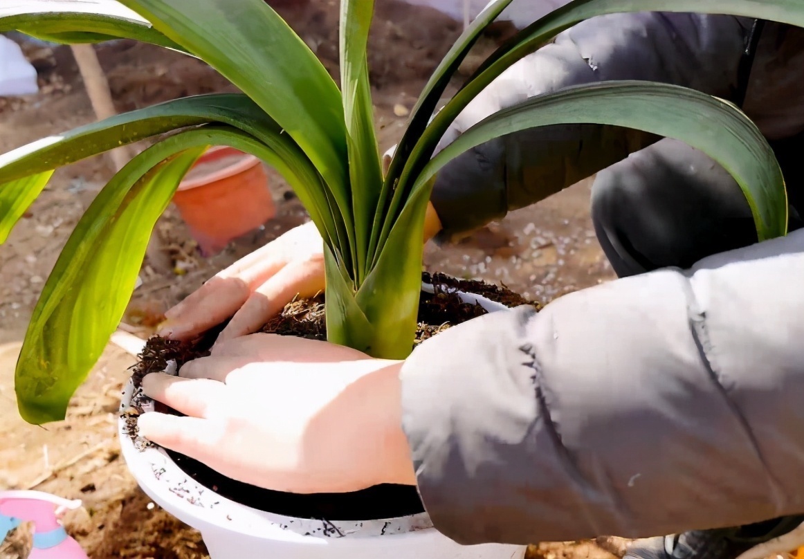 黄豆花生|君子兰换盆要选对时间,最佳时期是现在,要掌握技巧,别盲目操作