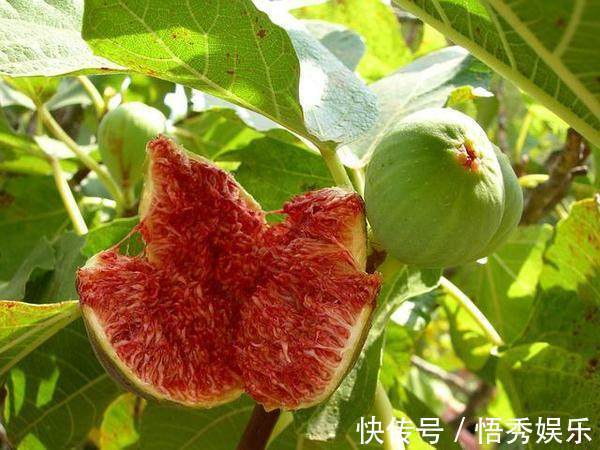 此4种水果,又好养,又好吃,结果还多,特别适合阳台盆栽