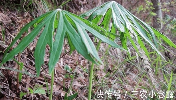 農民|農村山上有種野草, 農民稱作“雨傘菜”, 價值很珍貴見到要珍惜