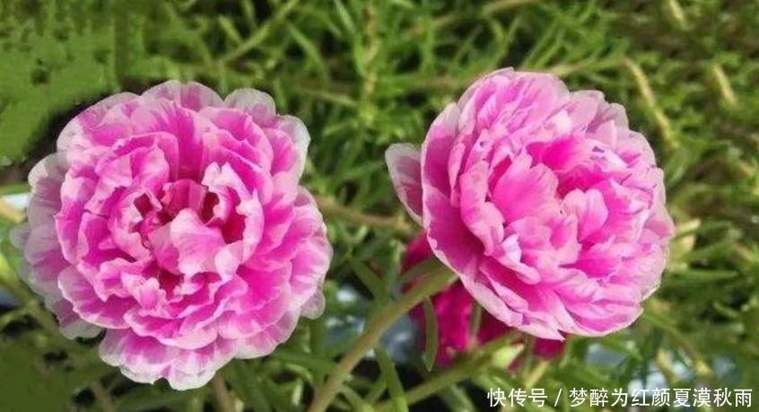 4种花需要“懒养”,越“勤快”死得越快,不管反而长得旺