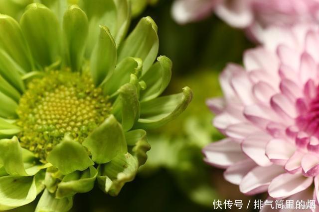 绿色的花朵见过吗这5种绿色花,各个都是珍品,见过的人不多