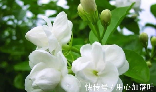顶端|茉莉花八月容易“饿”,“喂养”做到位,花大香味浓!