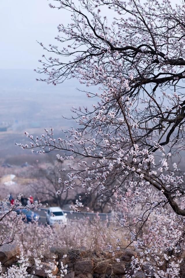 杏花|背靠五莲山！久负赏花盛名，今日一见确实惊叹