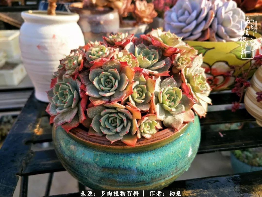 养多肉四周年,从初见到爱恋!幸福一直藏在浅薄的日子里!