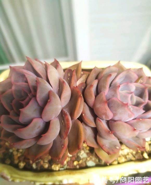 多肉|?秋天终于来了,昼夜温差加大,多肉搬到室外,2周出状态