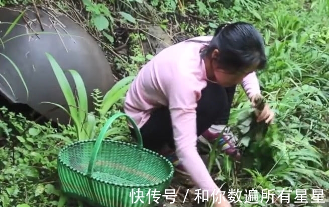 女子|女子在野外捡回一种野菜,看着像是“野生鸭掌”,和火锅一起绝配