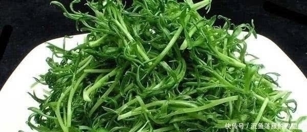 龙牙楤木|中国最好吃的6种极品野菜，你若是全吃过，请收下我的“膝盖”