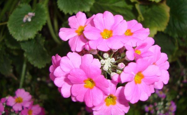 上美|漂亮又皮实的几种花,超好养的,放在阳台上美如花海