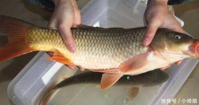 曾位列“四大名鱼”,如今却沦落到卖不动,无人愿吃,到底为啥