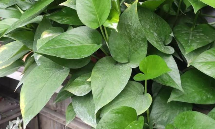 绿萝长得慢?多浇“2种水”,不用多花钱,茎叶就养得绿油油