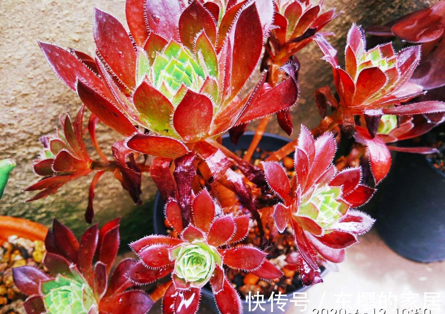 肉友|法师系多肉都有臭味？那是谣传，此8种法师都没味道，大家放心养