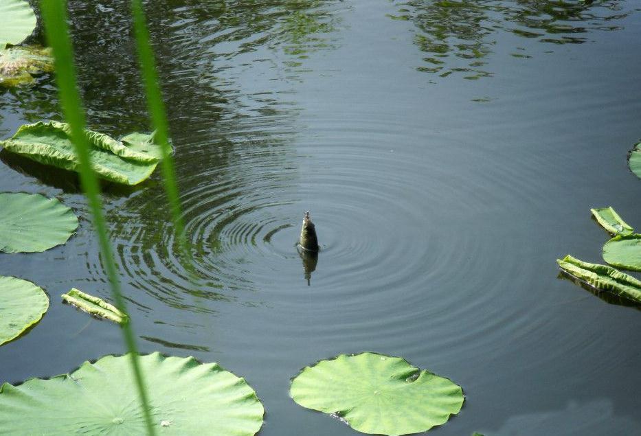 入冬封竿不要急，试试自制七星漂，比钓鱼更有意思