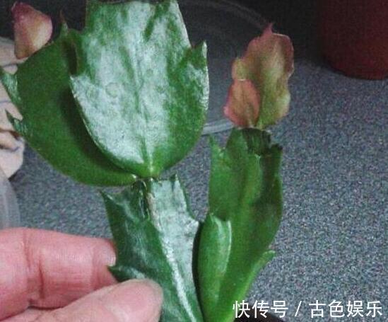 浇灌|他养蟹爪兰,浇灌2种“肥水”,嗖嗖冒出“钢锯叶”,满盆开花