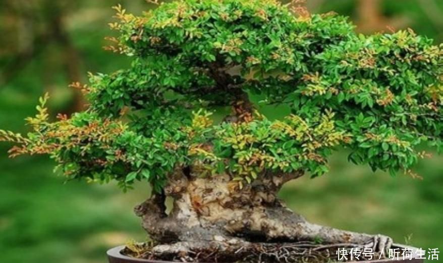 老人常說，別看三種樹長得“丑”，但是它鎮(zhèn)宅養(yǎng)人，招財進寶