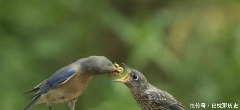 白居易见小孩打树上的鸟,于是写下一首诗劝告,足见一片仁爱之心