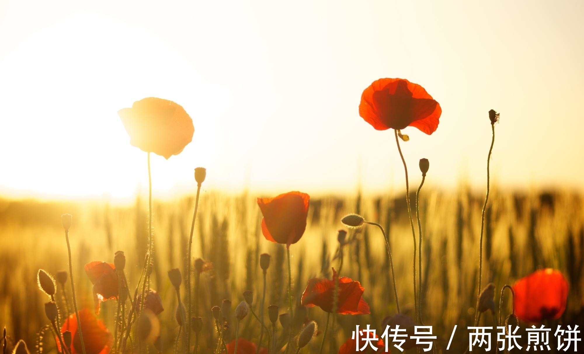 对联!11句流传很广的经典谚语,句句关乎为人处世,读来增长阅历