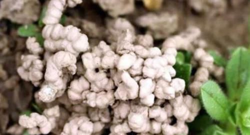 嫌弃鸡鸭粪便臭?不如就用它来养花,无异味,肥效温和又持久