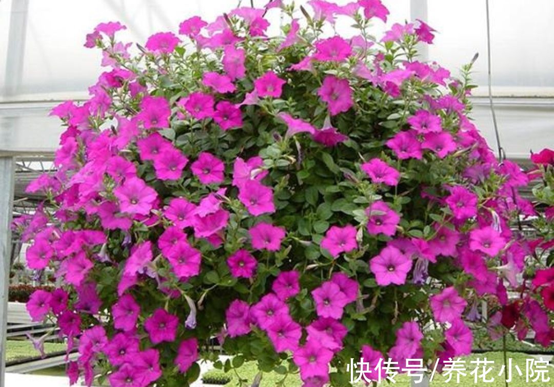 三种花，开花漂亮花期长，春天就能养