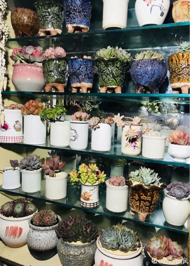 一入肉坑深似海，越养越上瘾