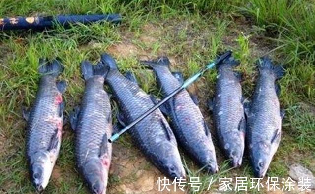 钓法|手竿钓青鱼,常用的几种调漂方法,青鱼咬钩时,漂相往往是这几种