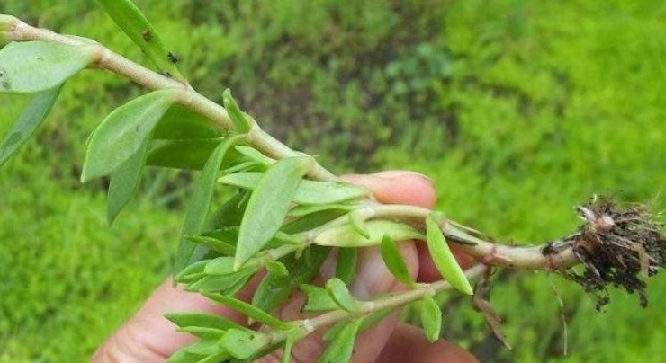 鼠牙|人称“垂盆草”，价格珍贵，这东西路边很多，别当杂草