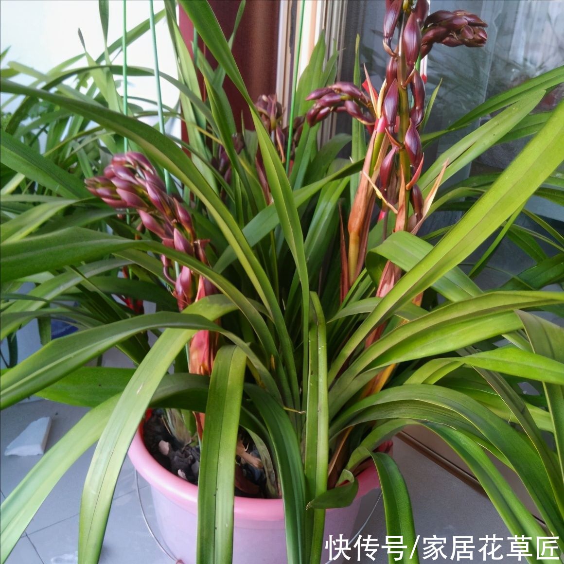 晚香玉|4种带香味的花，好养又好看，还能驱蚊，养上一盆夏天不怕蚊子咬