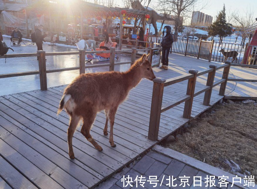 怀柔区|体验冬奥冰雪项目、观看热门电影，怀柔鹿世界冰雪嘉年华开幕