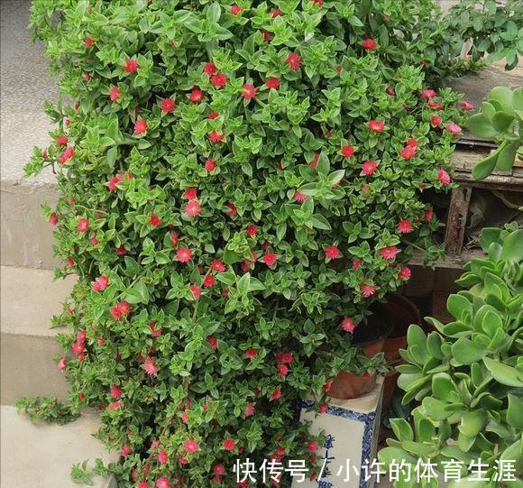 6种青菜根,吃完不要扔,插进花盆,浇浇水,20天长成“小菜园”