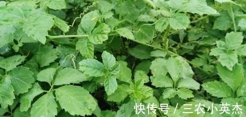 南方人参|农村一种满身是''刺''的野草,人称''南方人参'',对降压有好处