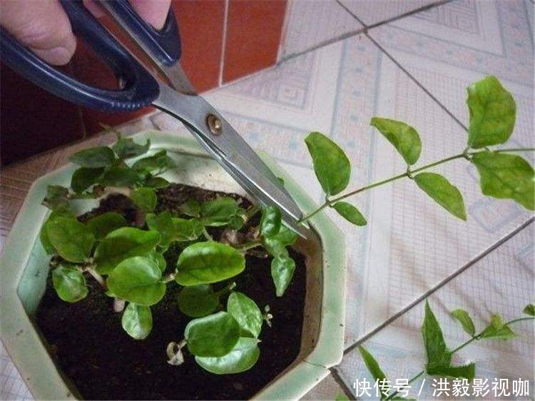 茉莉花|茉莉修剪专挑出头枝,抓住机会,一个月后还能有花赏!